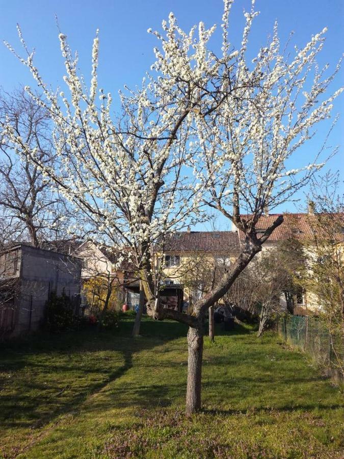 Appartement Avec Jardin A Colmar Exterior photo